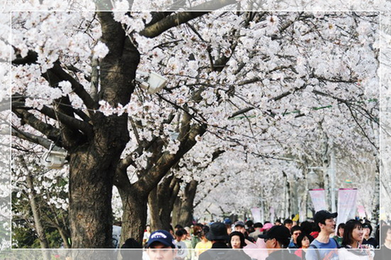 인천 대공원 벚꽃
