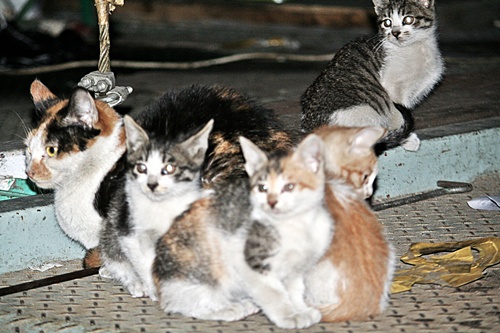 21일 저녁 5시께, 부평 문화의 거리 부근 '김정문 설렁탕'집 맞은편 주차장에서 기거하고 있던 고양이 가족의 모습. 이제 도시는 사람이 아닌 고양이가 접수?하는 꼴이 되어 버린 모양새다.