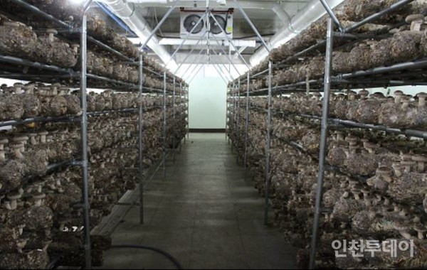 인천자활 도시농업센터 버섯농장 모습.(사진제공ㆍ인천시)