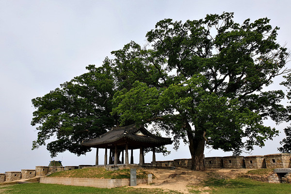 연미정과 500년 수령 느티나무.