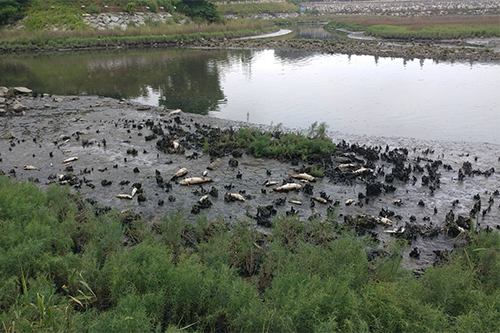미추홀구 용현갯골수로에서 집단 폐사한 물고기 (사진제공 인천환경운동연합)
