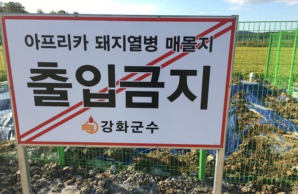강화군 아프리카돼지열병 살처분 매몰지.(자료사진)
