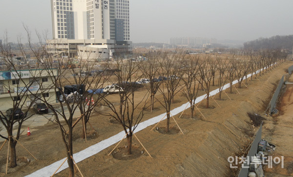 인천 서구 경서3구역 공촌천변 근린공원에 이식 중인 느티나무들의 모습.(사진제공 서구)