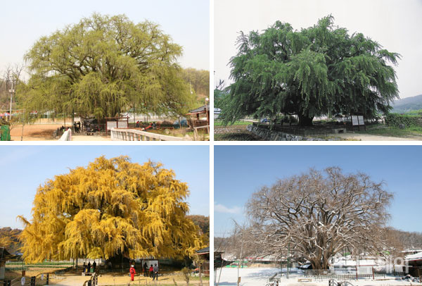 지난해  천연기념물로 지정된 남동구 장수동 만의골 은행나무(왼쪽 위부터 Z자로 봄, 여름, 가을, 겨울, 사진 남동구제공)