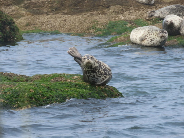 하늬해변 인근 물범바위에서 휴식 중인 점박이물범. (사진제공 인천녹색연합)