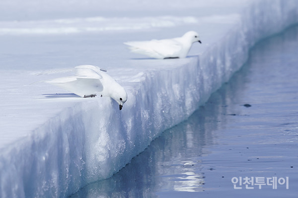 김유민 씨가 촬영한 ‘바다와 얼음과 눈새’가 가작을 수상했다.(사진제공 극지연구소)