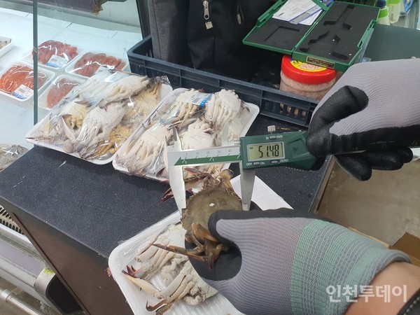 인천시 특별사법경찰이 어린 꽃게를 불법포획·유통한 업자 4건을 적발했다.(사진제공 인천시)