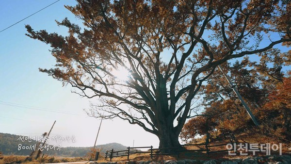 볼음도 은행나무(사진제공 인천관광공사)
