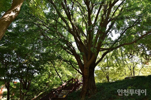 월미 평화의 나무 중 치유의 나무.