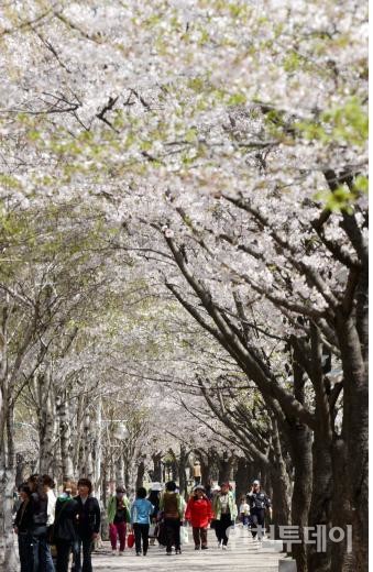 인천대공원 벚꽃축제.(사진제공 인천시)