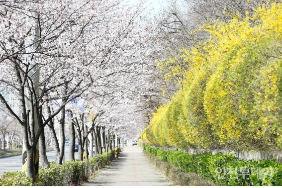 인천 남동구 벚꽃길.(사진제공 인천시)