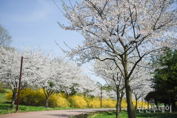 인천 서구 수도권매립지 드림파크 야생화공원에 벚꽃이 핀 모습.(사진제공 수도권매립지관리공사)