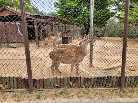 인천시가 인천대공원 어린이 동물원을 오는 30일부터 재개방한다.(사진제공 인천시)