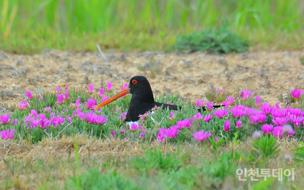 제1준설토투기장 주변지역에서 포란 중인 검은머리물떼새.(사진제공 인천녹색연합)