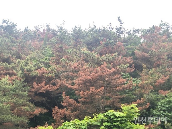 인천 송산공원 정자 인근 소나무 군락.(독자제공)