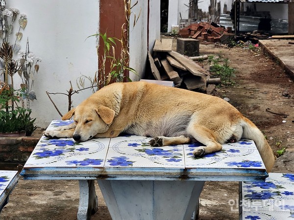 ‘판 루앙 사찰’ 탁자 위에서 늘어지게 자고있는 황구.