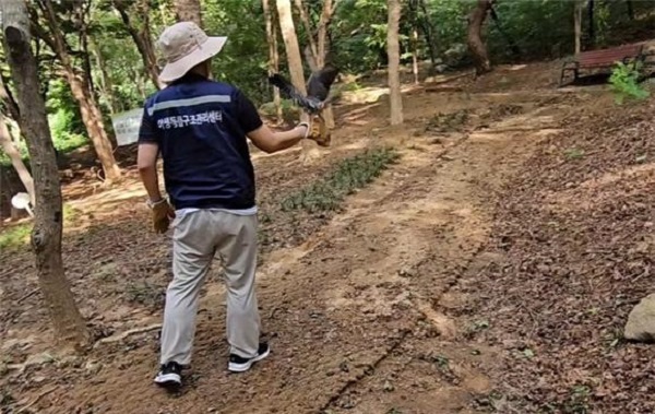 인천야생동물구조관리센터가 민간이 구조한 새호리기를 인계 받아 보호하면서 야생 적응 훈련을 시켜 청량산에서 자연으로 돌려보내고 있다.