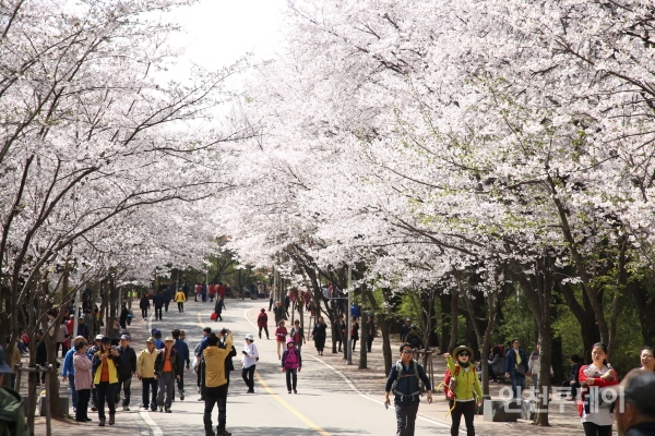 인천대공원 벚꽃 만개