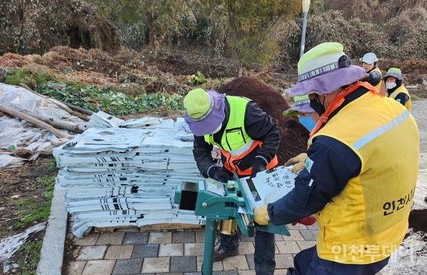 인천시설공단 관계자들이 자체 생산한 청라토를 정리하고 있다.(사진제공 인천시설공단)