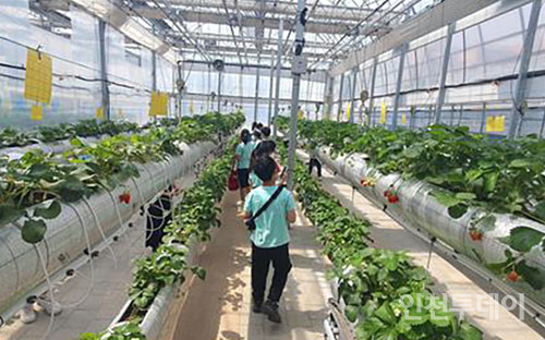 인천시 농업기술센터를 방문해 딸기 농사 체험을 하고 있는 어린이들.(사진제공 인천시 농업기술센터)