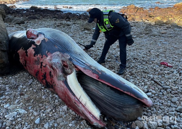 지난 25일 백령도 북쪽 해안에 떠밀려 발견된 밍크고래 사체.(사진제공 인천녹색연합)