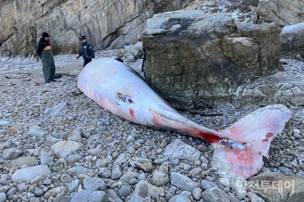 지난 25일 백령도 북쪽 해안에 떠밀려 발견된 밍크고래 사체.(사진제공 인천녹색연합)