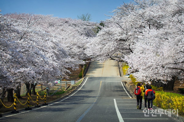 SK인천석유화학 벚꽃동산의 모습.