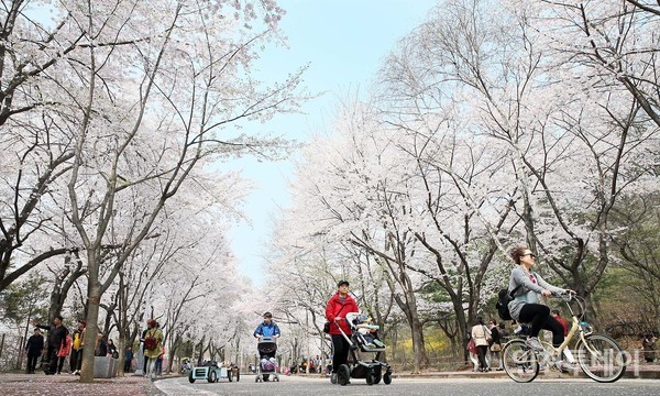 인천대공원에 핀 벚꽃 풍경 (사진제공 인천관광공사)