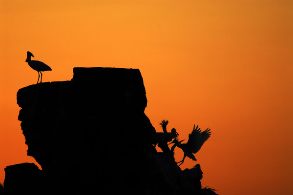 서산 부석사 원우스님의 작품 '저어새의 꿈'