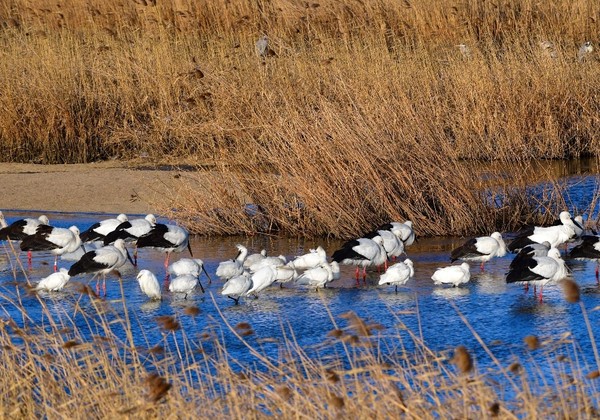 김혜화 작가의 '천수만 손님'