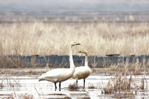 최순애 작가의 '큰고니의 사랑