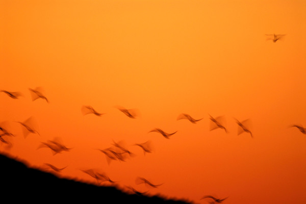 원우 스님 작품 '허공 속 기러기'