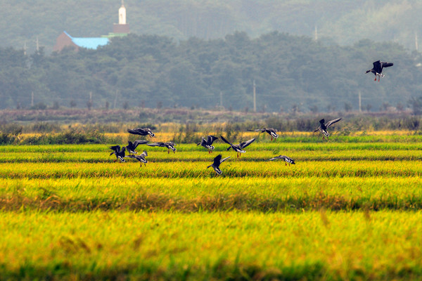 원우 스님의 '평화로운 아침'