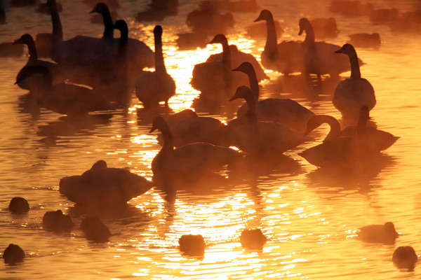 원우 스님의 '백조의 호수'