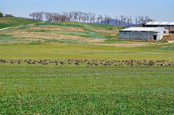 김혜화 작가의 '봄날의 기러기'
