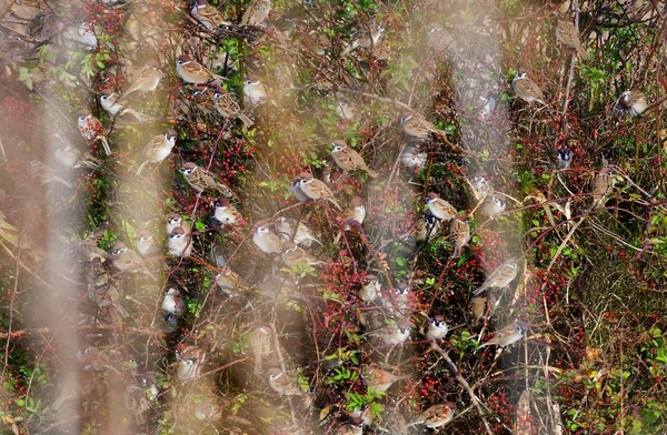 김혜화 작가의 '참새의 수다'