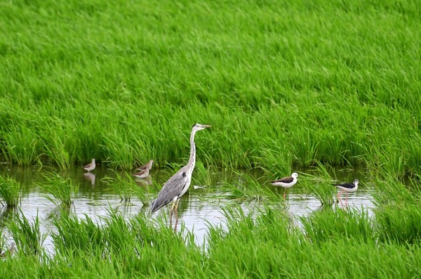 최순애 작가의 '봄맞이'