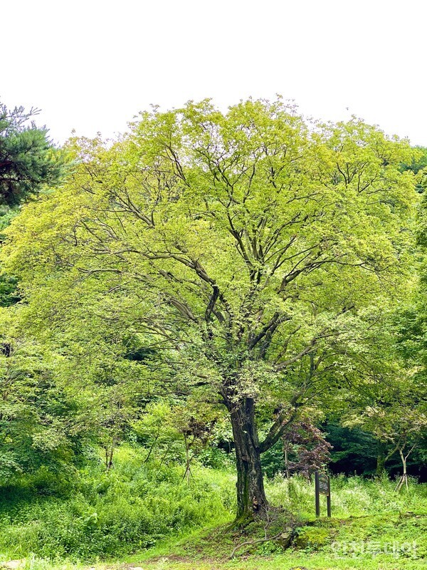 viewer Image