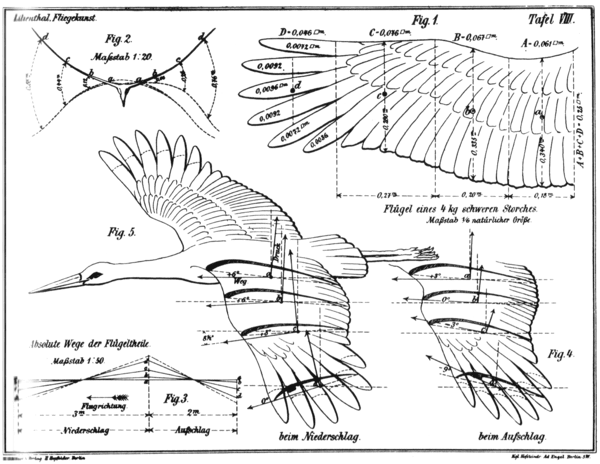 1889년 오토 릴리엔탈의 '비행술의 기초 새의 비행'이라는 책에 실린 그림(위키피디아)