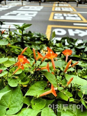 [연재] 귀 기울여야 들리는 붉은 나팔 소리, 부평동 둥근잎유홍초 - 뉴스 썸네일 이미지