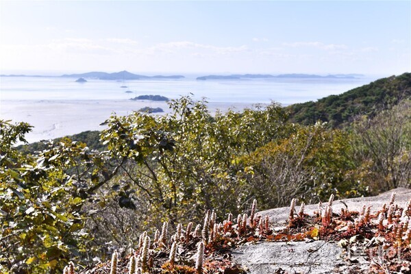 인천 석모도 해명산 좀바위솔. 꽃 피우다.( 다음카페 ‘옛님의 숨결. 그 정취를 찾아’ 회원 사처포 제공.)
