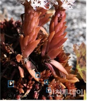 잎끝에 손톱 모양의 부속체가 달린다. 어린잎이나 아랫부분의 잎에 있다. 꽃 필 때쯤엔 잘 보이지 않는다.(다음카페 ‘옛님의 숨결. 그 정취를 찾아’ 회원 사처포 제공.)