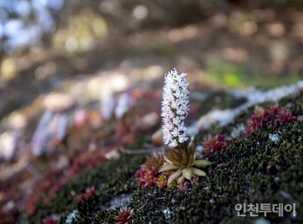 꽃 피운 좀바위솔.(다음카페 ‘옛님의 숨결. 그 정취를 찾아’ 회원 사처포 제공.)