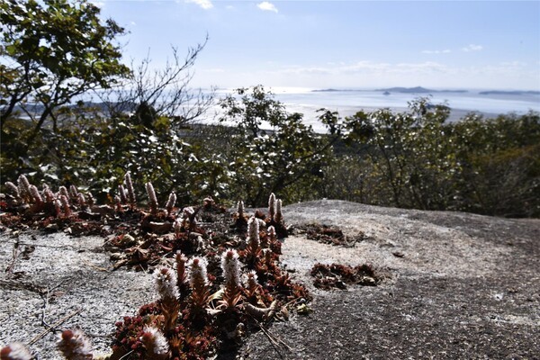 바람이 거세면 뻗대지 않고 눕는다. 지가 언제까지 계속 불 테냐. 어디서도 어떻게든 꽃을 피우시라.(다음카페 ‘옛님의 숨결. 그 정취를 찾아’ 회원 사처포 제공)
