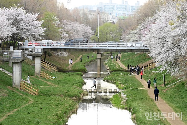봄이 오면 벚꽃이 핀다. 잉어가 물길을 거슬러 오른다. 새가 나르고, 사람들이 자연을 만끽한다. 여기가 바로 굴포천이다. 2024년 4월 기후변화체험관 인근에서 촬영. (사진제공 부평구)