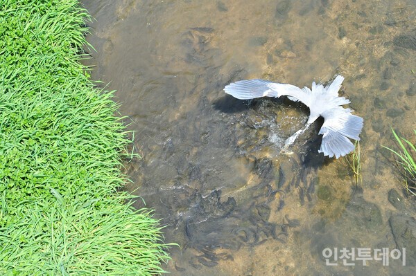 봄이 오면 벚꽃이 핀다. 잉어가 물길을 거슬러 오른다. 새가 나르고, 사람들이 자연을 만끽한다. 여기가 바로 굴포천이다. 2024년 4월 기후변화체험관 인근에서 촬영. (사진제공 부평구)