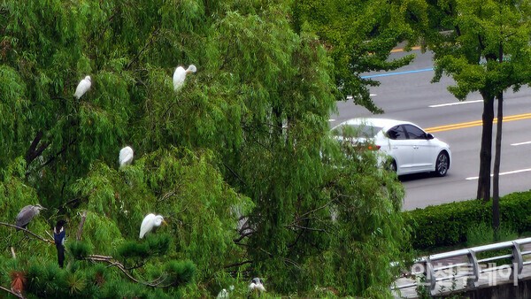 백로 가족이 새하얀 자신의 몸을 웅크리고 나무에 앉아 쉬고 있다. 나무 아래에는 푸른 굴포천이 흐른다. 2023년 8월 촬영. (사진제공 부평구)