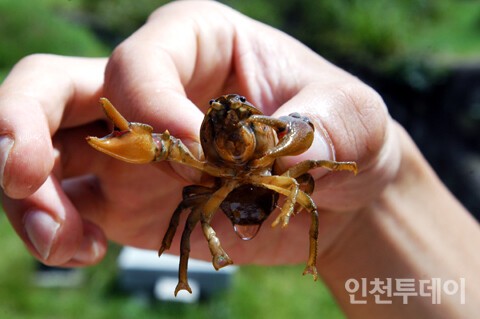 가재는 1급수 환경 지표종이다. 굴포천에 가재가 다시 돌아오길. 2004년 하천생태학교 굴포천 워크샵 행사에서 굴포천 상류구간인 원통천에서 포획된 민물가재. (사진제공 부평구)