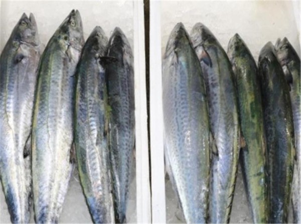 삼치.(사진제공 인천시)