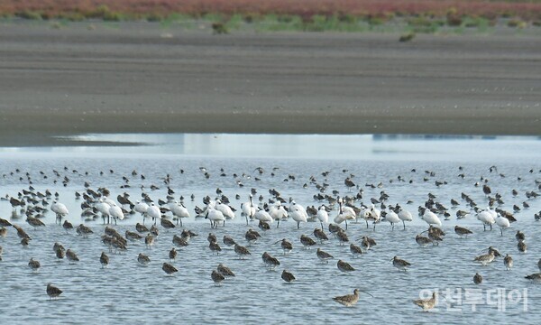 준설토 투기장 내 조류가 서식하고 있는 모습.(사진제공 인천녹색연합)